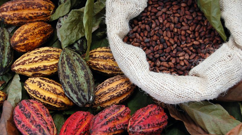 cocoa plants next to cocoa beans in a bag