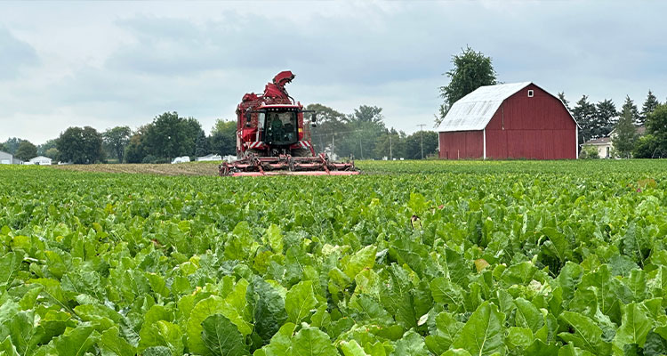 How Michigan Sugar Company plans to produce 80 million additional pounds of sugar without planting another acre of sugar beets Sugar beet being harvested