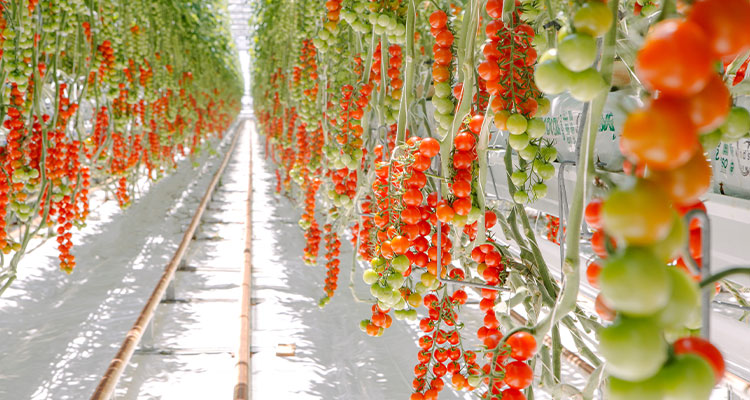 How Windset Farms is transforming greenhouse agriculture Tomatoes growing in a greenhouse