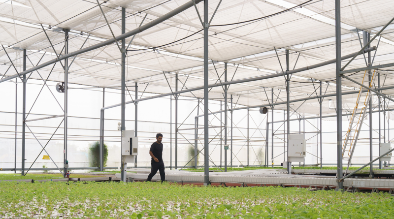 Singapore’s High-Tech Farming Dreams Falter as Food Security Plan Faces Setbacks hydroponics growing panels at the Livfresh farm in Singapore to support food security article